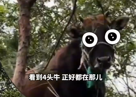 女生户外徒步触发支线找牛任务 这也太意外了