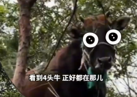 女生户外徒步触发支线找牛任务 这也太意外了