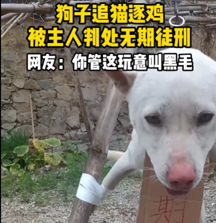 狗子在家追猫逐鸡被主人绑起来 这也太无奈了