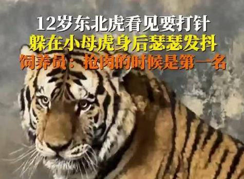 饲养员回应东北虎打针吓到抖 这也太搞笑了