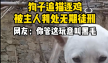 狗子在家追猫逐鸡被主人绑起来 这也太无奈了