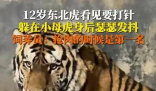 饲养员回应东北虎打针吓到抖 这也太搞笑了