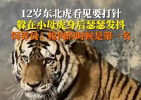 饲养员回应东北虎打针吓到抖 这也太搞笑了