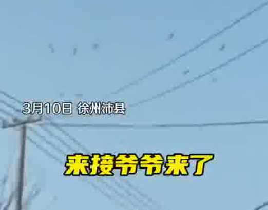 老人去世下葬当天飞来一群仙鹤 实在太罕见了
