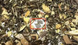 网购中药泡脚包检出大量病菌 实在太恐怖了