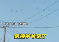 老人去世下葬当天飞来一群仙鹤 实在太罕见了