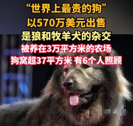 “世界上最贵的狗”卖出570万美元 为什么这么贵？