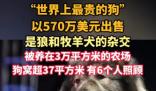 “世界上最贵的狗”卖出570万美元 为什么这么贵？