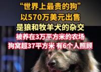 “世界上最贵的狗”卖出570万美元 为什么这么贵？