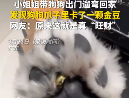 女子遛狗 狗爪夹回一块3克重金豆 到底是不是真的？