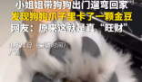 女子遛狗 狗爪夹回一块3克重金豆 到底是不是真的？