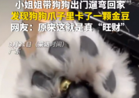 女子遛狗 狗爪夹回一块3克重金豆 到底是不是真的？