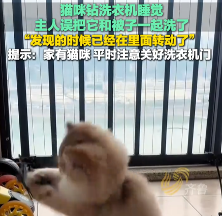 猫在洗衣机里洗了5分钟才被发现 实在太恐怖了