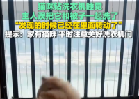 猫在洗衣机里洗了5分钟才被发现 实在太恐怖了