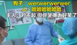 主人带狗狗做绝育哭声太惨引围观 究竟是怎么回事？