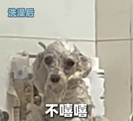 小狗洗澡后秒变被嗦过的芒果核 究竟是什么样的？