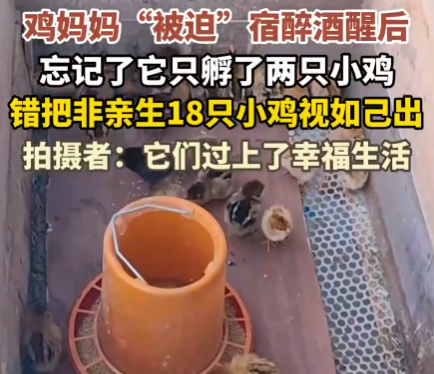 鸡妈妈宿醉酒醒后错把18只鸡仔当娃 悉心照料