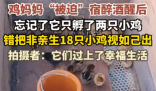 鸡妈妈宿醉酒醒后错把18只鸡仔当娃 悉心照料