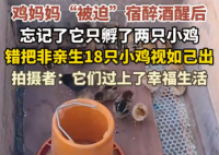 鸡妈妈宿醉酒醒后错把18只鸡仔当娃 悉心照料