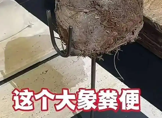 上海人均3888吃象粪甜品餐厅已停业 事件始末2025最新消息