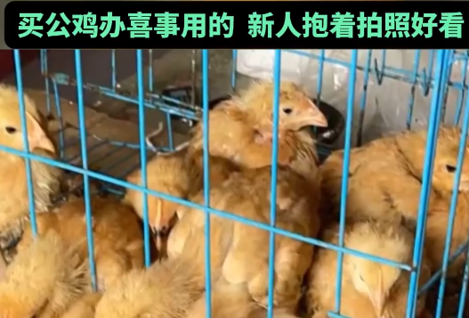 男子网购20只被阉公鸡全下蛋了 实在太崩溃了