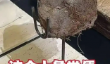 上海人均3888吃象粪甜品餐厅已停业 事件始末2025最新消息