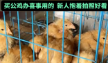 男子网购20只被阉公鸡全下蛋了 实在太崩溃了