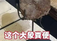 上海人均3888吃象粪甜品餐厅已停业 事件始末2025最新消息