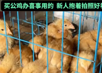 男子网购20只被阉公鸡全下蛋了 实在太崩溃了