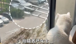 小鸟与猫咪结仇隔窗空投粪便 究竟是怎么回事？