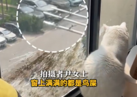 小鸟与猫咪结仇隔窗空投粪便 究竟是怎么回事？