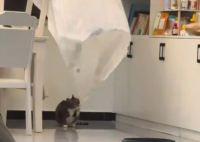 面对大风猫咪死死咬住窗帘 防止其飘走
