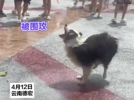 小狗在泼水节被泼到无力反抗 实在太崩溃了