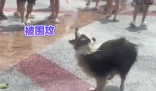 小狗在泼水节被泼到无力反抗 实在太崩溃了