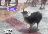 小狗在泼水节被泼到无力反抗 实在太崩溃了