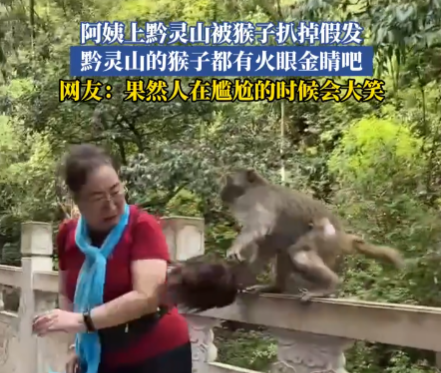 大妈逗黔灵山猴子玩被抓掉假发 实在太搞笑了