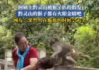 大妈逗黔灵山猴子玩被抓掉假发 实在太搞笑了