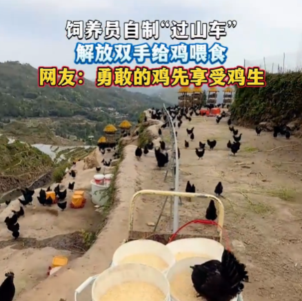 饲养员自制“过山车”给鸡喂食 这也太霸气了