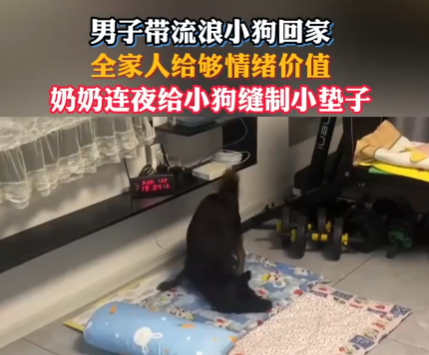 网友带流浪狗回家 全家给足情绪价值 实在太暖心了