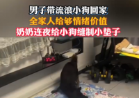 网友带流浪狗回家 全家给足情绪价值 实在太暖心了