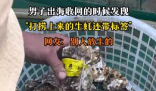 男子出海打捞上来的生蚝带商品标签 到底是什么情况？