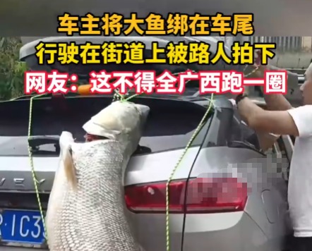车主钓到巨型大鱼绑车尾炫耀 这也太大了吧
