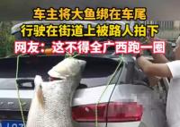 车主钓到巨型大鱼绑车尾炫耀 这也太大了吧