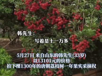 90后小伙拍下1300年荔枝树采摘权 真有这么久吗？