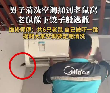 男子洗空调捅鼠窝 老鼠下饺子般逃散 实在太恐怖了