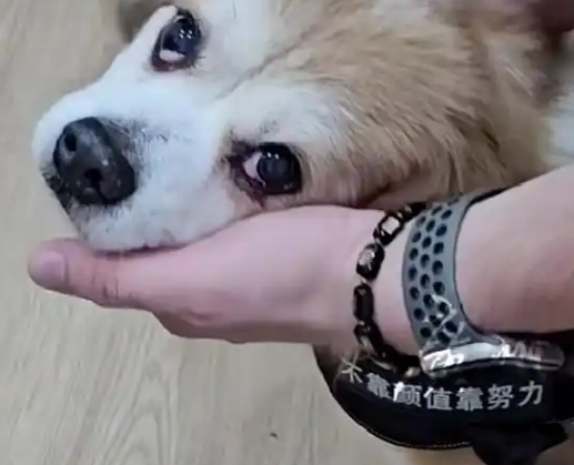 律师回应女子为4只宠物狗立遗嘱 这也太罕见了