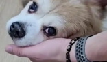 律师回应女子为4只宠物狗立遗嘱 这也太罕见了