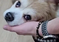 律师回应女子为4只宠物狗立遗嘱 这也太罕见了