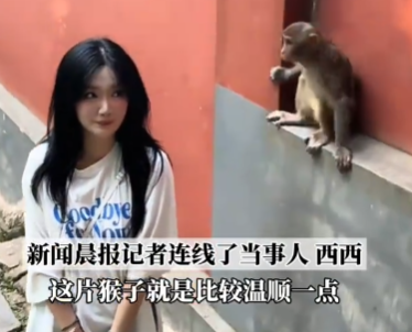 女生投喂黔灵山猴子被扇巴掌 真相简直太意外了