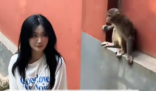 女生投喂黔灵山猴子被扇巴掌 真相简直太意外了